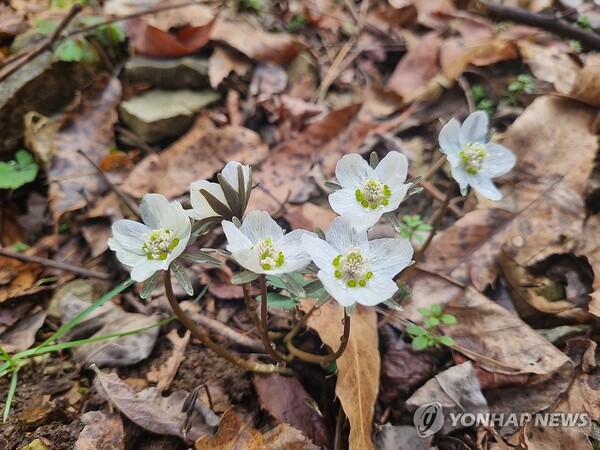 무등산서 변산바람꽃 개화(광주=연합뉴스)