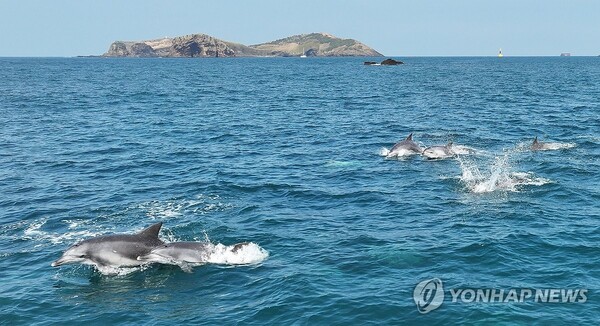 남방큰돌고래 무리의 봄 나들이(제주=연합뉴스)