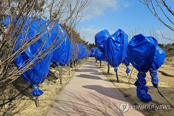 신안=연합뉴스