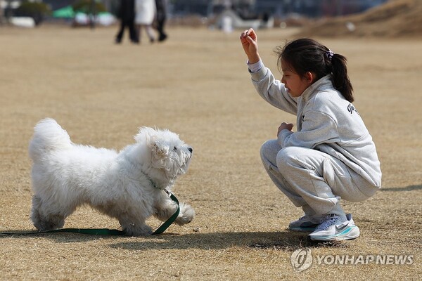 강아지와 봄나들이(서울=연합뉴스)