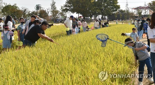 김제지평선축제[연합뉴스 자료사진]